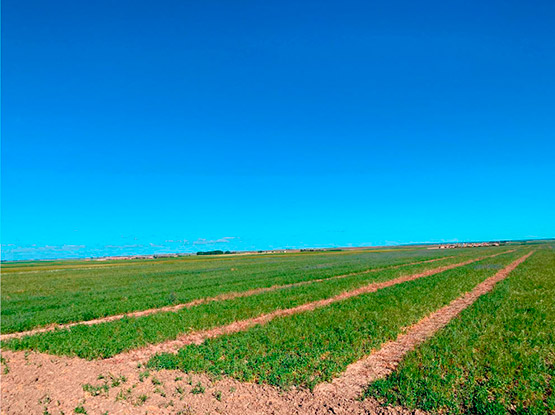 copasa proyecto promoleg campo