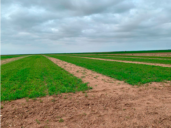 copasa proyecto promoleg tierra