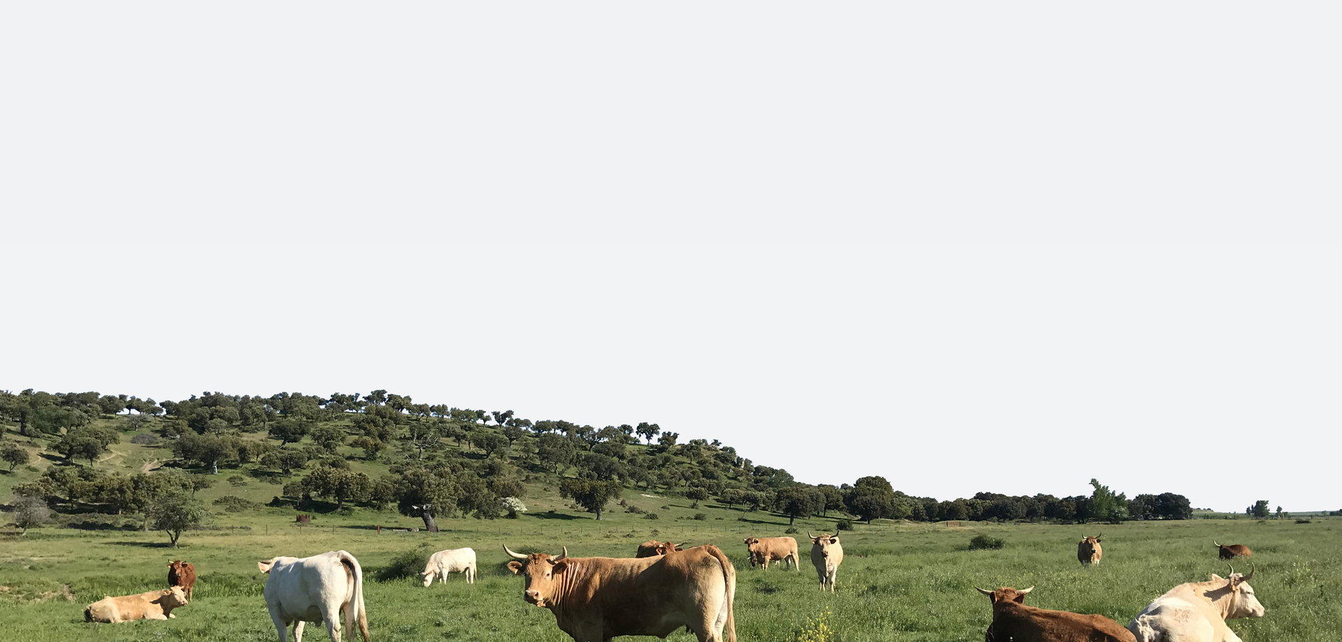 prado vacas copasa cooperativa de agricultores y ganaderos